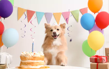 X'għandek bżonn għal festa ta 'għeluq għall-annimali domestiċi?